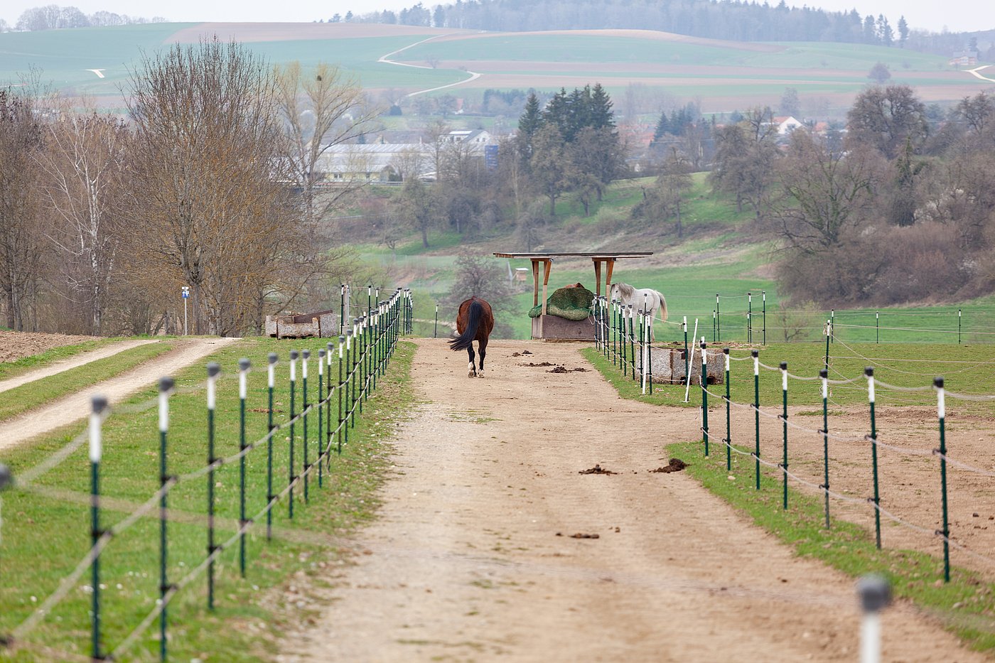 Ein Pferd auf dem Trail in Richtung Futterstation