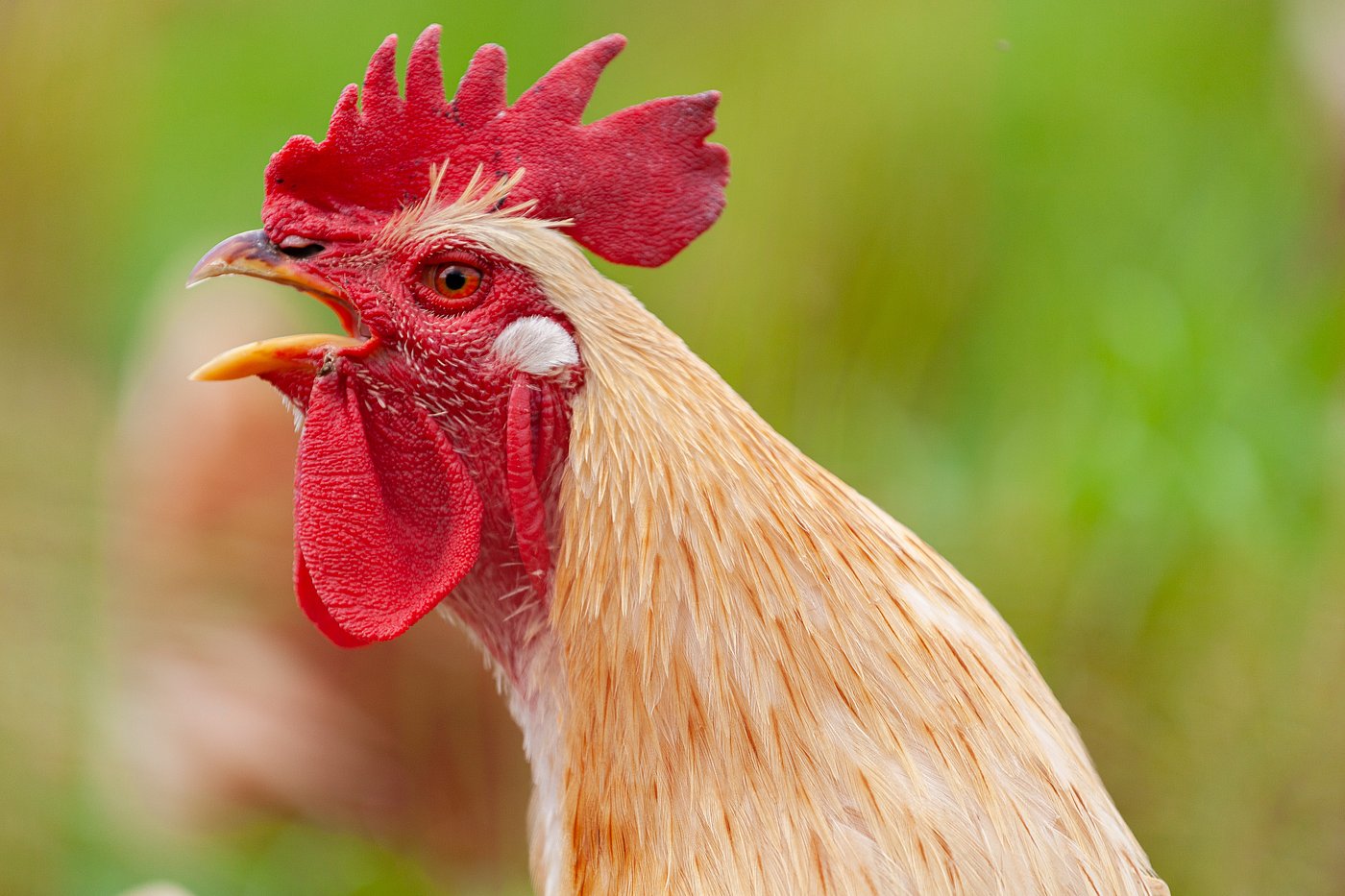 Krähender Hahn im Freigehege