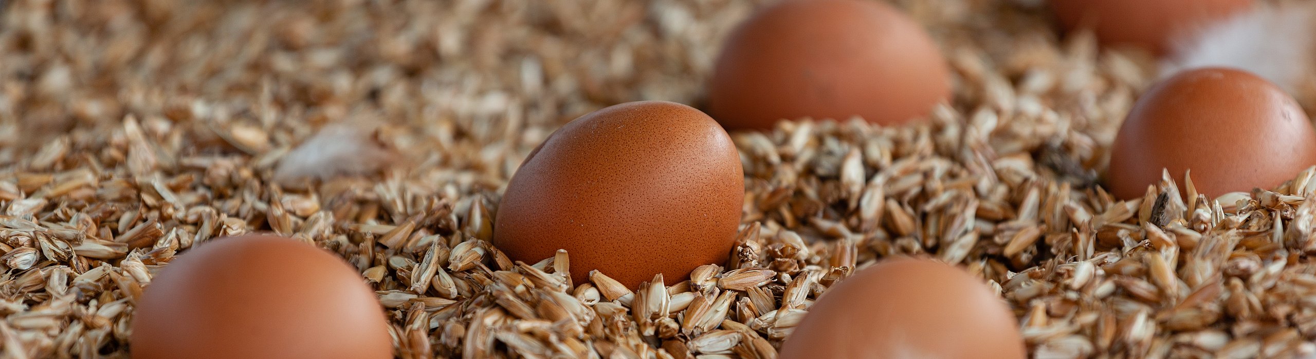 Frische Bio-Eier