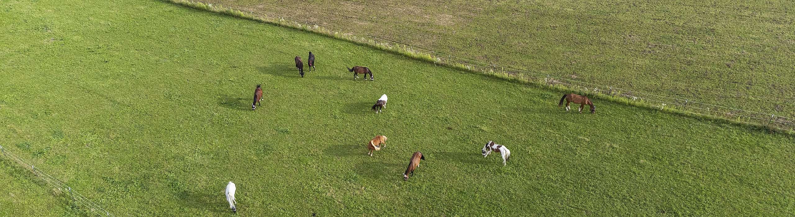 Foto Luftaufnahme Pferde