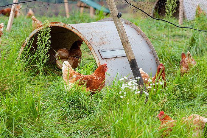 Freigehege Versteckmöglichkeiten