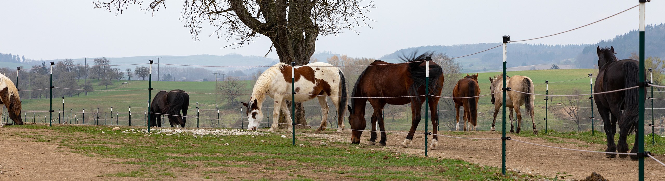 Pferde und Kleinpferde in gemischter Herde