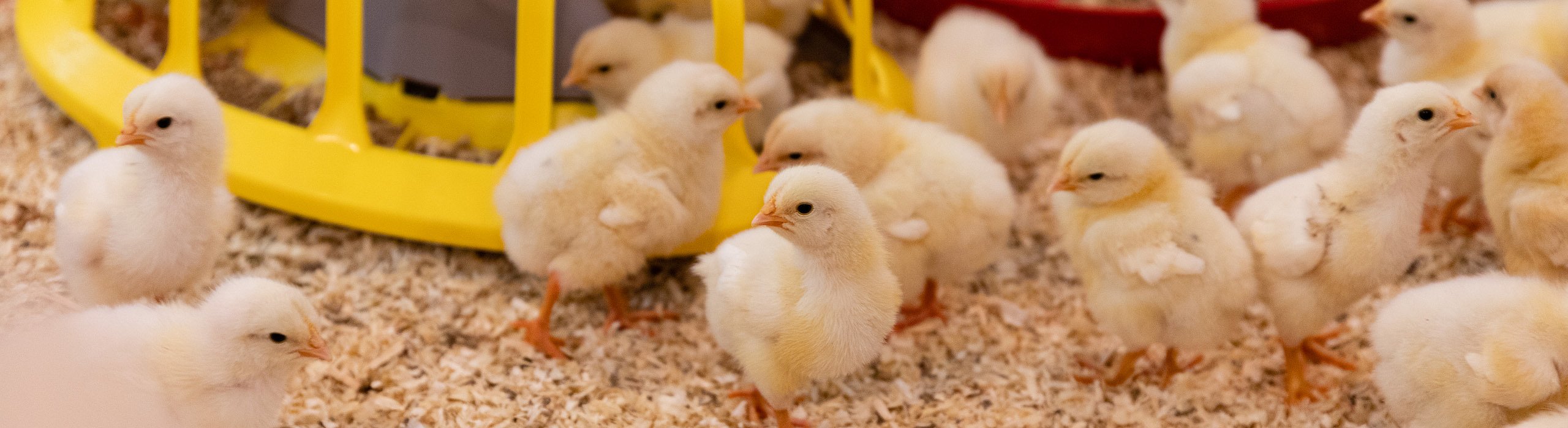 Küken im Hähnchenstall