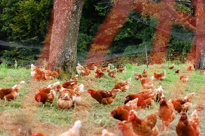 Biohennen im Freigehege