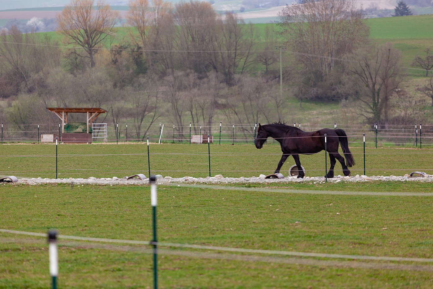 Pferd auf Trail