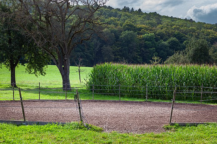 Reitplatz Roundpen